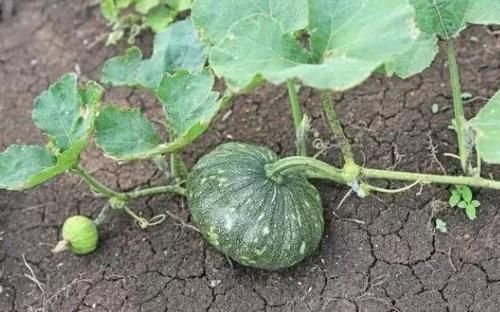 30年前是农民主食,如今5毛一斤无人买,反倒花朵成了上好野菜