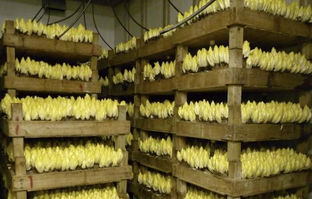 不想出门,就在阳台种“2种菜”,采摘一茬又一茬,够全家吃