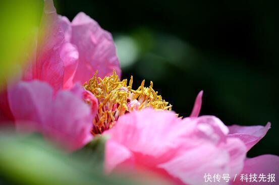 牡丹的传说故事第三章,龙池牡丹王封:牡丹仙子在人间撒下牡丹花