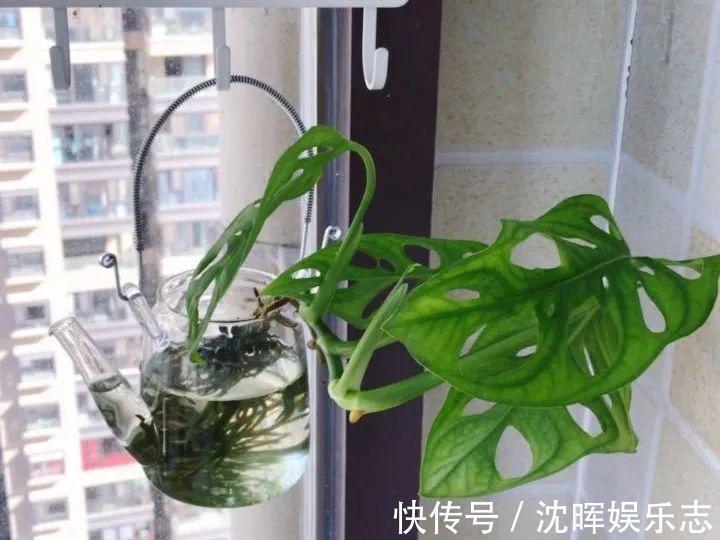 非洲堇|这花送人，只用送一片叶子，插土就活不心疼！