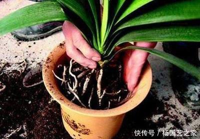 营养物质|想让君子兰开花?收藏3个小方法,叶片蹭蹭长、花朵鲜艳