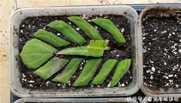 这种花“太顽强”,叶子“剪碎”插土里还能发芽,开花还非常漂亮!