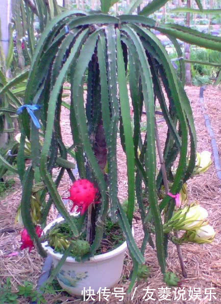 在家也能种火龙果,7天生根发芽,好养易活结果量大,果子挂满树