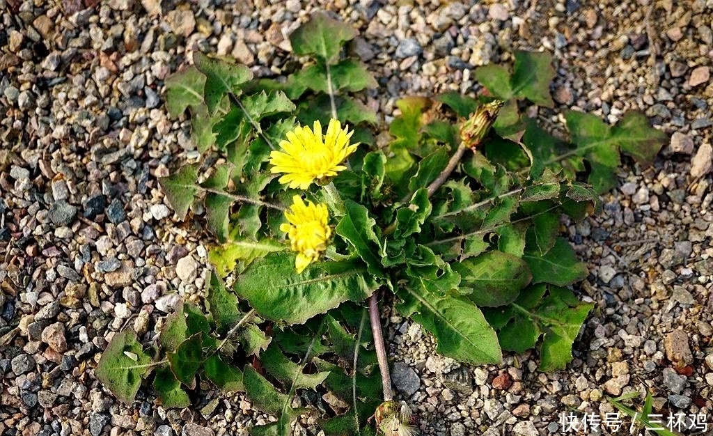  金刚|墙缝里的这种野草，不要小瞧它，价值相当高，人称“八大金刚”