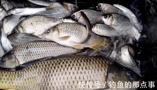 春钓鲫鱼,钓鱼点的河水有这几种“特征”,里面有大鱼群