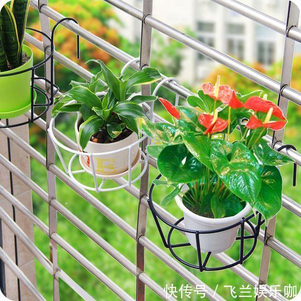 叶片|养花,不懂得规避这9个误区,难怪盆栽一直饱受摧残