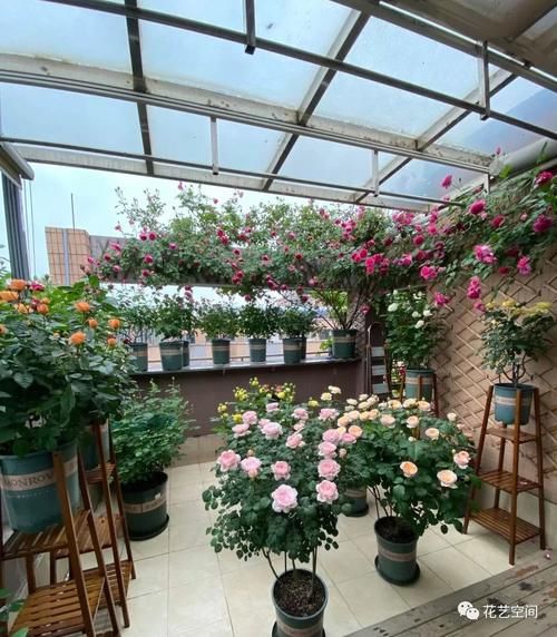 “最累”的8种花，花开连续几个月，一次开花几百朵！