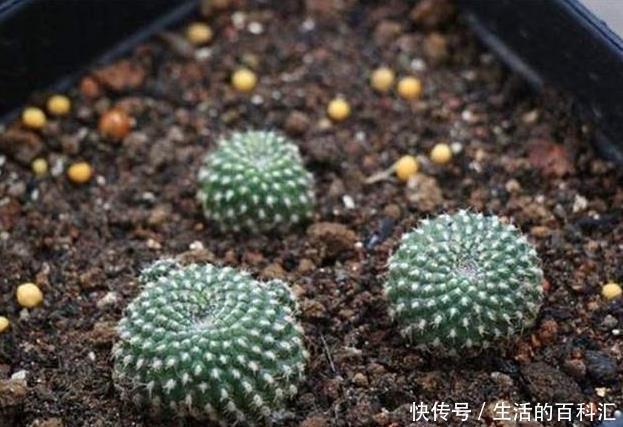 绿植|这四种绿植,十天半个月可以不浇水,爆芽、疯长到盆都装不下!