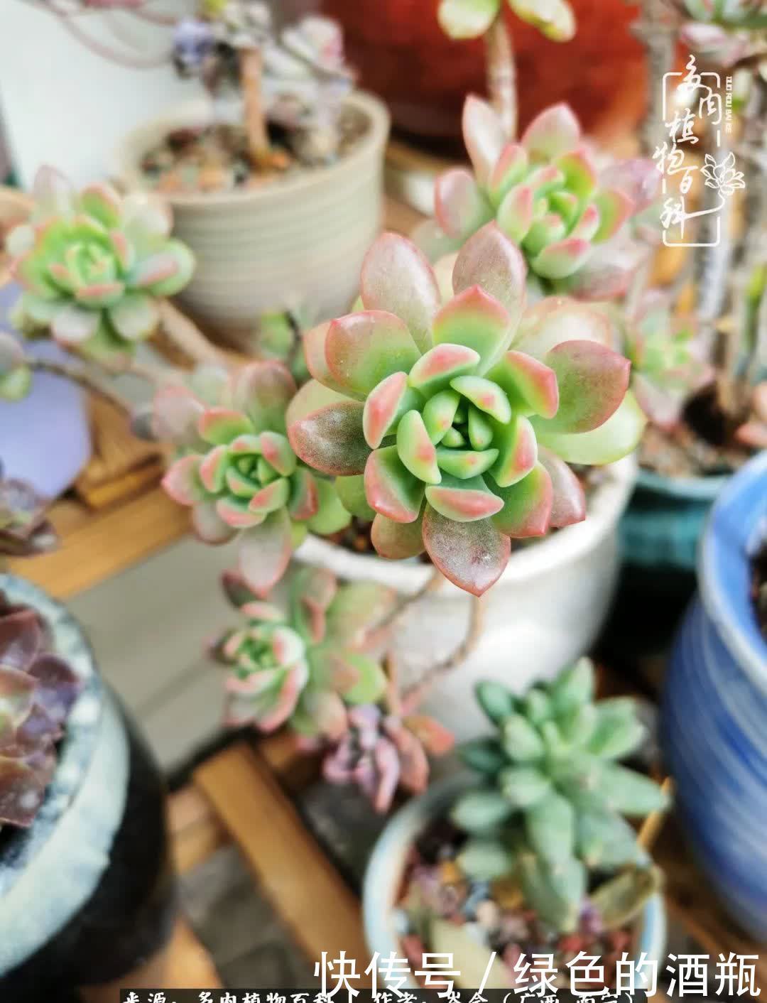 无关利益,不计得失,多肉给了我不一样的感受温暖的方式