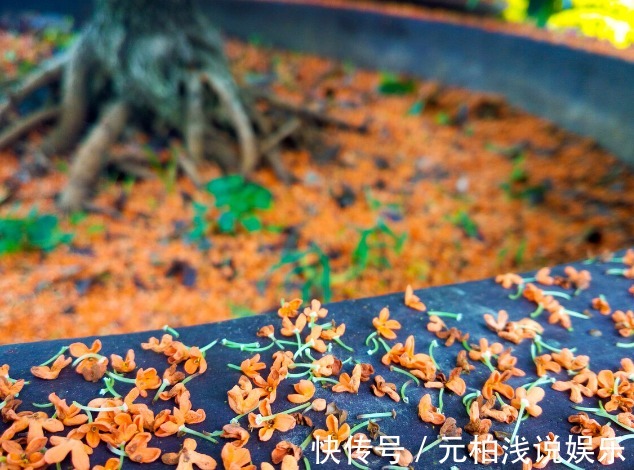 桂花|院子里有空地要种三种树，没空地挤挤也要种，寓意深远