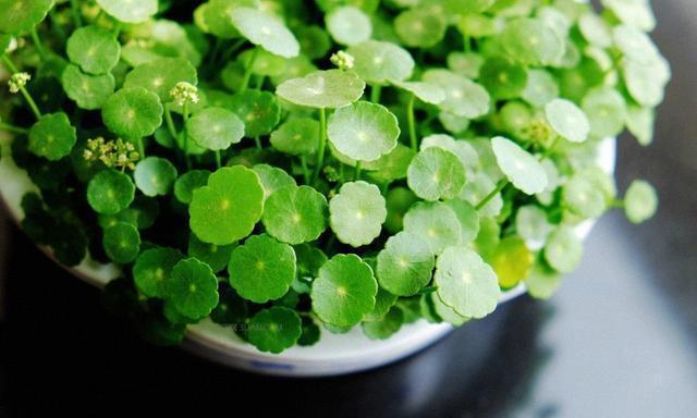 能把6种盆栽养死的站出来，以后请你们远离花草！