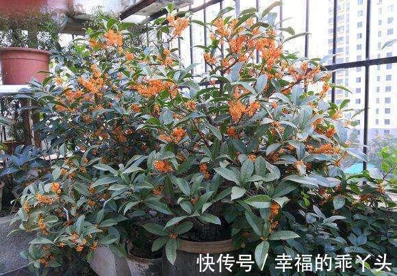 门前栽桂花长成“贵人树”