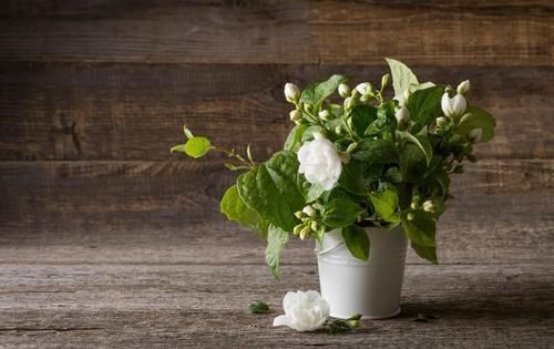 富贵竹|这4种花变得半死不活,剪2刀,30天后还你一盆健康的盆栽