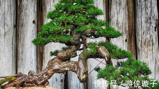 盆景|最值钱的九大盆景树种,收藏了