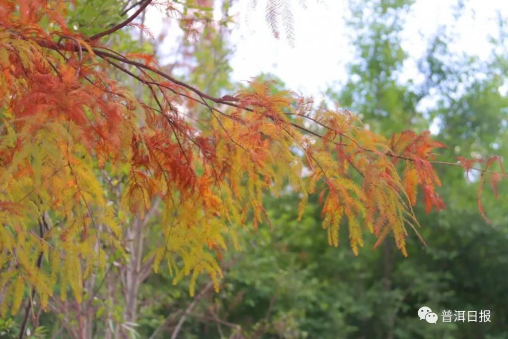 走！现在出发！镇沅“最美冬景”等你来解锁