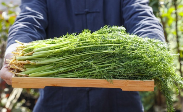 葛根|研究血管60年,91岁院士提醒高血压除了盐,“3素”也要少吃