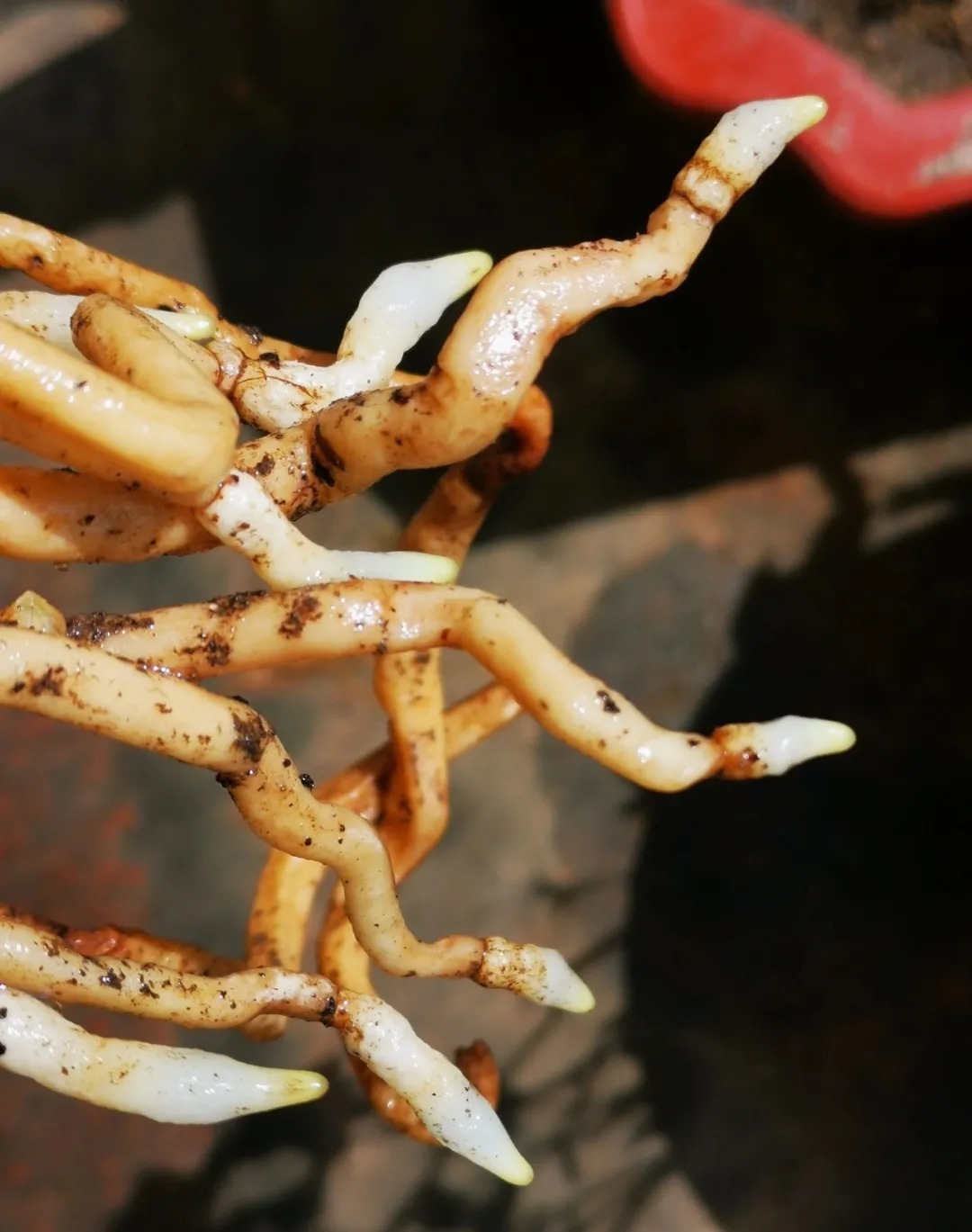 蕙兰|春兰、蕙兰这样种植，4年不翻盆，也从没发现烂根