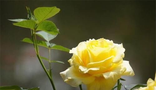  分享|分享10种大花月季，每一款开花鲜艳，香味清新，美翻了