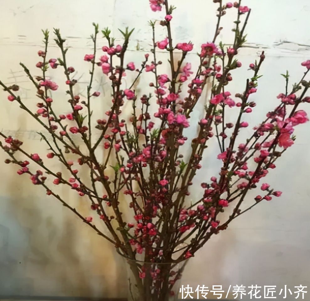 过年可以买4种“枯枝”，插到花瓶半个月，枯木逢春开满花