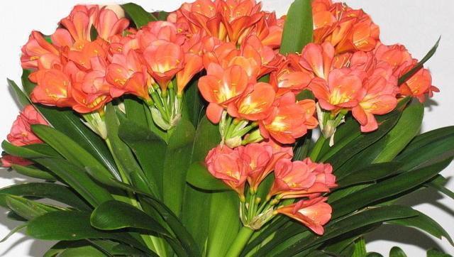 要想君子开花旺，不夹箭，光靠浇水施肥是不够的，小技巧要用上