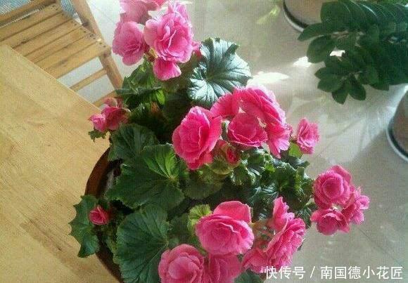 这些神奇的花,掐个叶片就发芽,眨眼就是一大盆,开花特漂亮