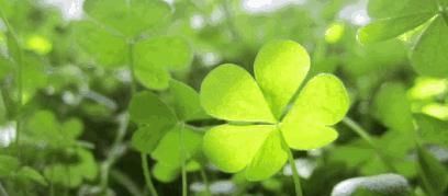 农村墙角的一些野菜,有抗菌、解热、消炎、明目等作用