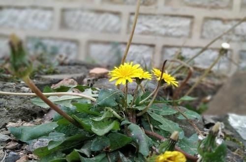 结节|甲状腺的“知音”找到了,并非西红柿,你若爱吃,结节或慢慢变小