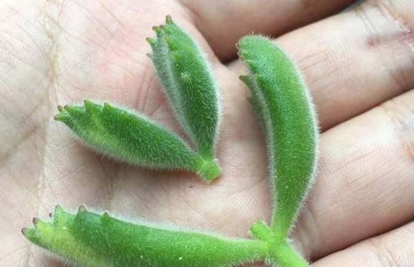 熊童子|新人肉友慎入的这几款多肉,你了解多少,知道为什么吗?