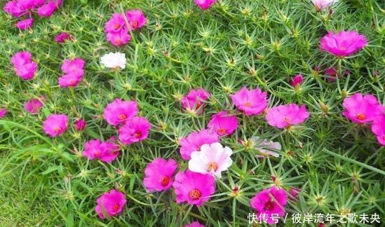 阳台养盆它，比多肉还好养，开花五颜六色，四季有花看
