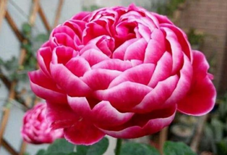 此款花卉,好养易爆盆,花香易打理,养在客厅美极了