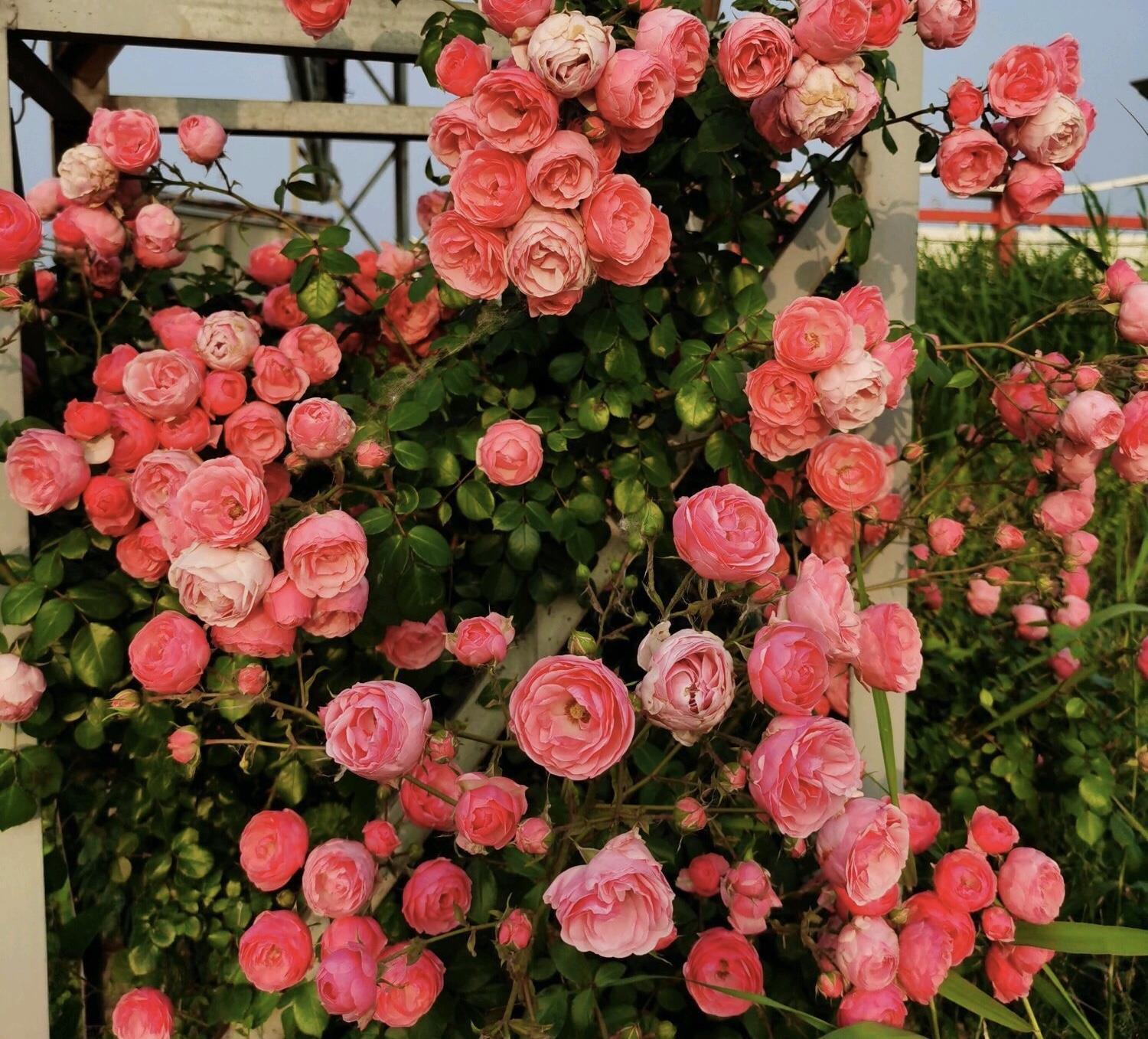 春天养藤本月季,遇到“这种”情况,赶紧“横拉、追肥”促开花