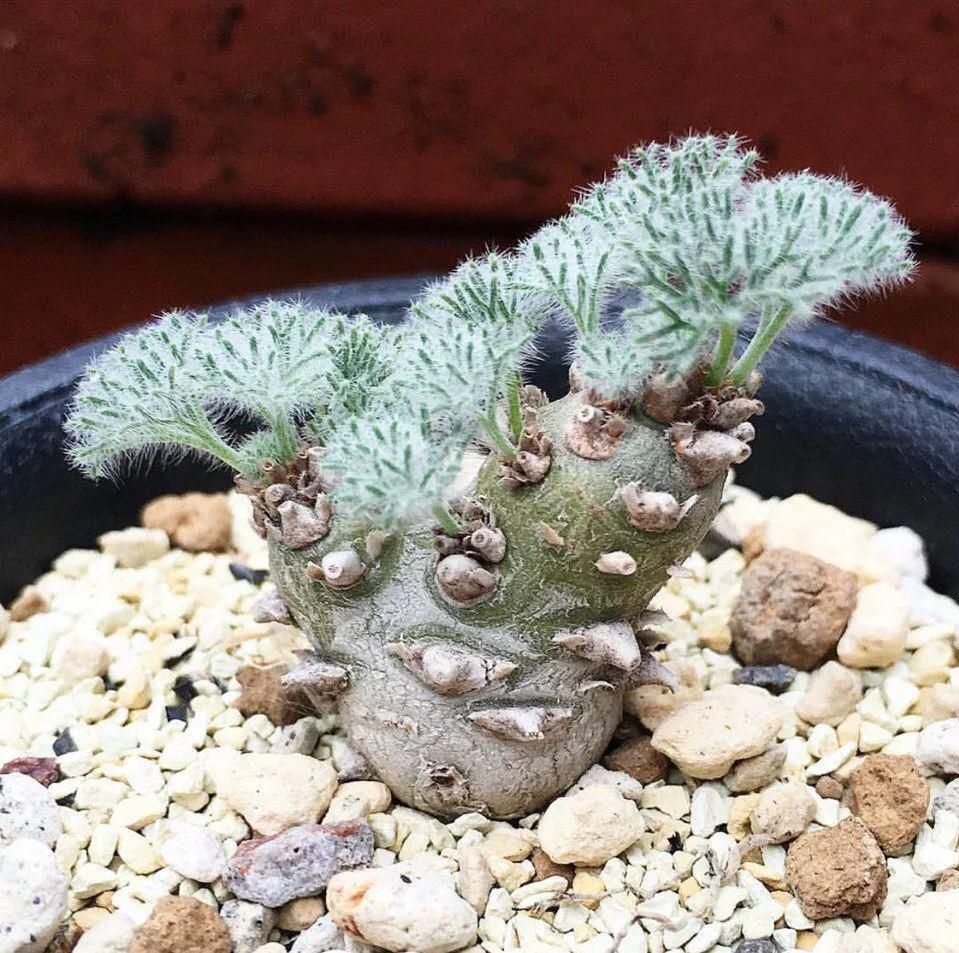 世界上最名贵的花,一盆就是一座房子!