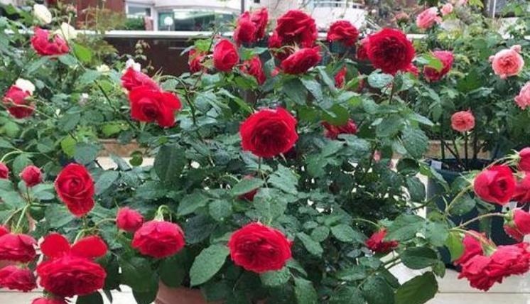 4种花是花卉中的佼佼者,花朵硕大、一盆开花100朵,天天能赏花