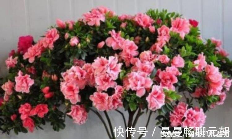 能手|世上公认最美的4种花，是“开花小能手”，一年花期多