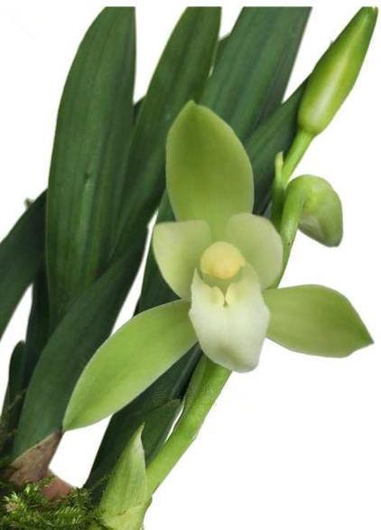 被誉为矮种至尊之王的矮种兰花，花瓣素雅，花叶挺拔，性价比极高