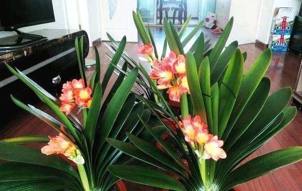 君子兰,两种“零食”喂下去,叶肥花多,爆满盆