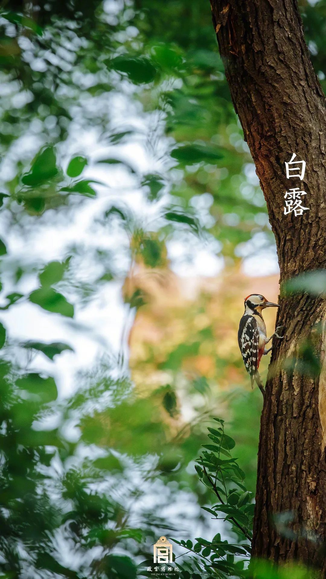 玲珑望秋月|一年好景君须记，十次故宫不嫌多