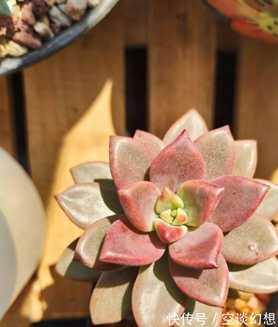 姬胧月好养活,叶子插入土里会生根,后期管理要注意这些