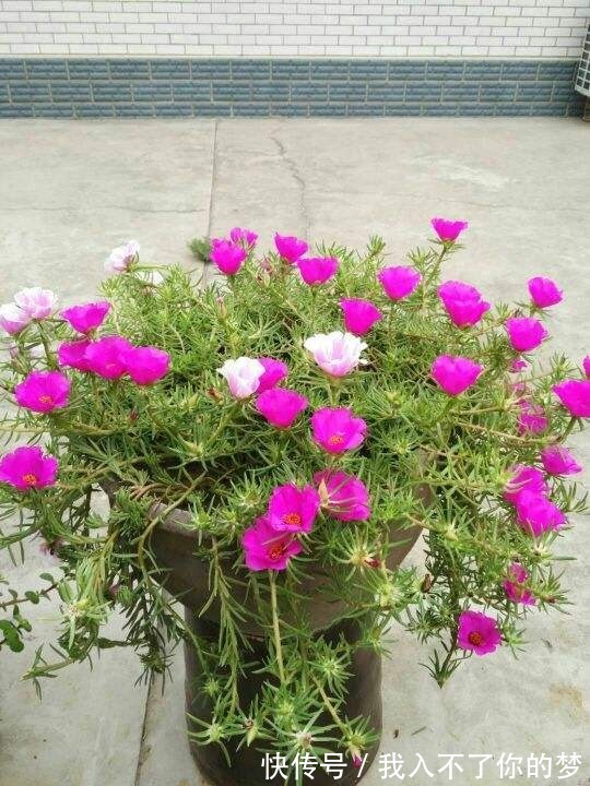 封闭阳台养这4种花，很快变成花海，现在养刚刚好