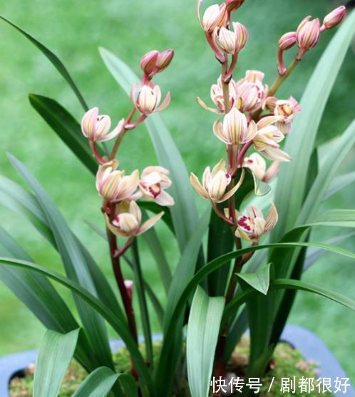 花朵|首次养兰花,推荐你养棵金荷,皮实好养香味清新,多季节有花赏