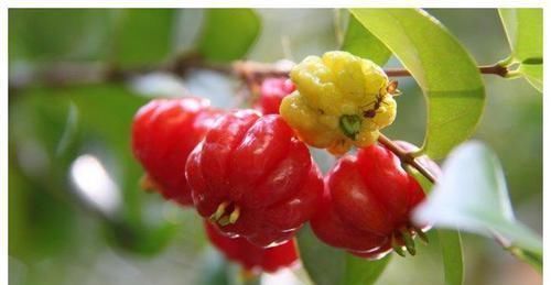 糖尿病患者|医生提醒：常吃此水果，能有效的降低血糖，不妨一试