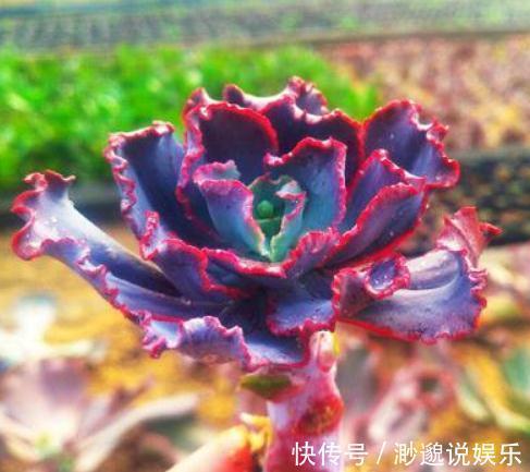 观赏价值|3种“多肉”，靠一杯水活“大半年”，没有光，照样叶肥、花儿多