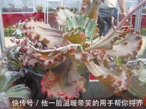 长寿|4种“超长寿”的植物,家里有老人,一定要养!