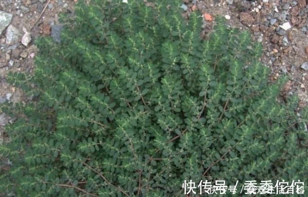 杂草|农村一种救命野草，以前被用来喂鸡，如今一斤28元，成稀罕货！