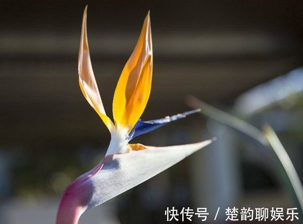 家里养这款花，一年四季香飘满屋，花开一茬一茬，花朵美观又大气