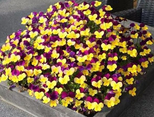 花肥|养花就用它做花肥,半年追加一次,比柳枝水、阿司匹林实用