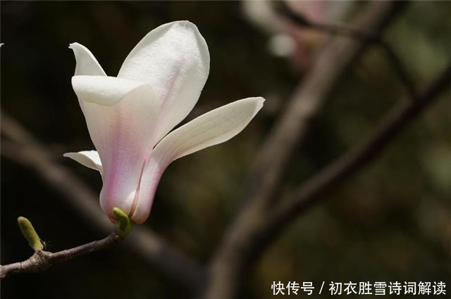  早春辛夷花六首：空庭向晚春微雨，红胭脂染小莲花