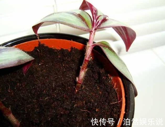 爆盆|养花技巧10种吊兰,好扦插,易爆盆,掐一根一插就是一大盆!
