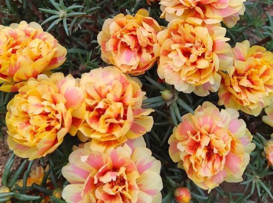 哪些因素会影响花芽的分化,致使植株迟迟不开花?