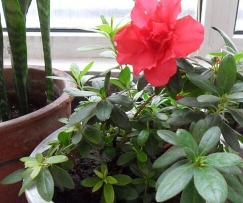 没人要的小东西，却是养花“万能肥”，撒一点在盆里，营养还透气